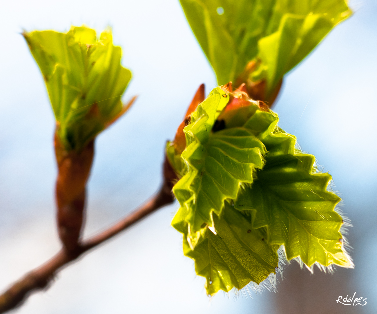 Le printemps des feuilles