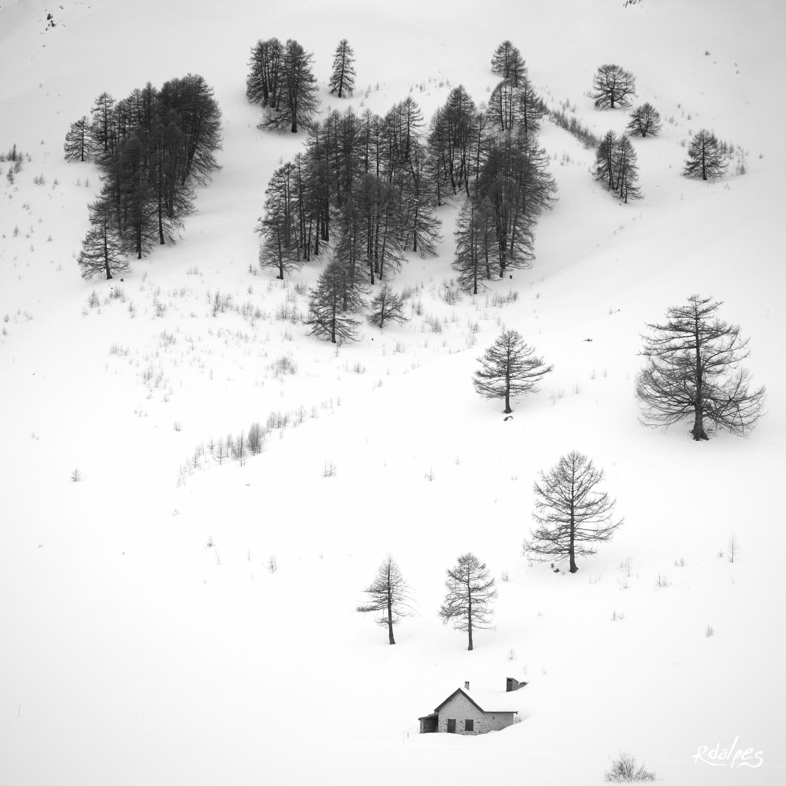 Trees