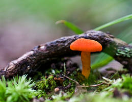 Orange Mushroom