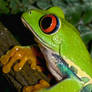 Red-Eye Tree Frog
