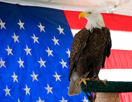 Bald Eagle with Flag