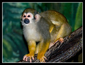 Squirrel Monkey