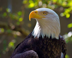 Bald Eagle