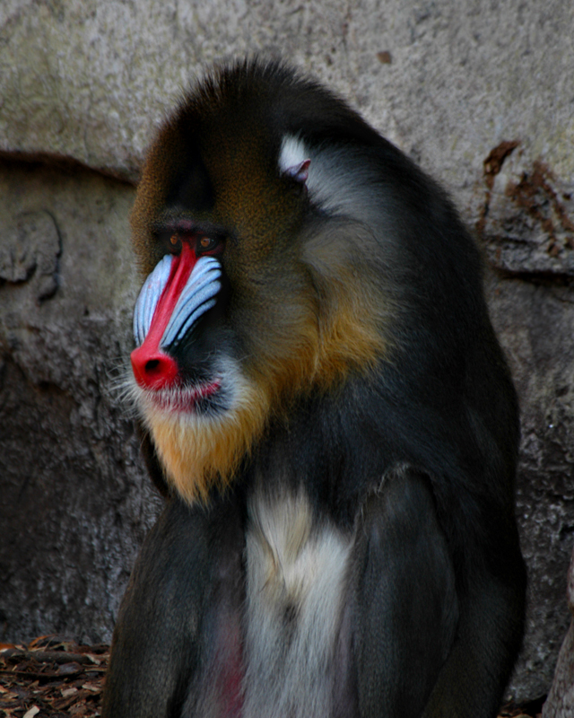 Mandrill