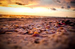 Shells at the sea shore by QuintinoDeSousa