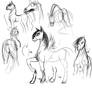 Equine study