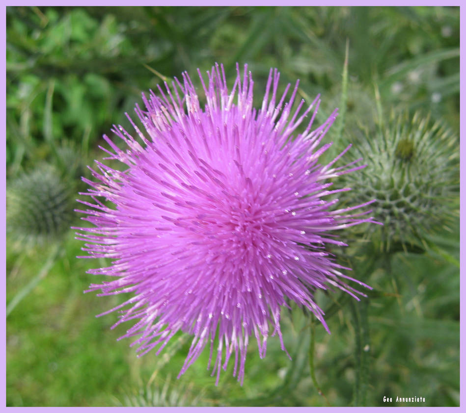 MOPPET by GeaAusten on DeviantArt