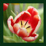 A TULIP