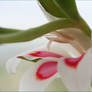 GLADIOLI 7