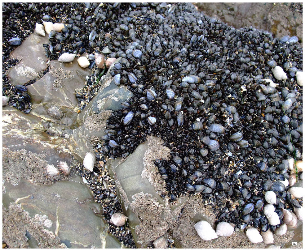 Black Shells On Rocks ROCKS AND SHELLS by GeaAusten on DeviantArt
