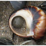 SHELL ON BEACH