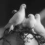 GENTLE DOVES 1111