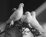 GENTLE DOVES 1111 by GeaAusten