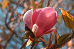 MAGNOLIA BLOOM by GeaAusten