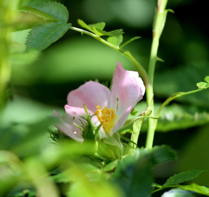 Wild Single Roses SINGLE WILD ROSE by GeaAusten on DeviantArt