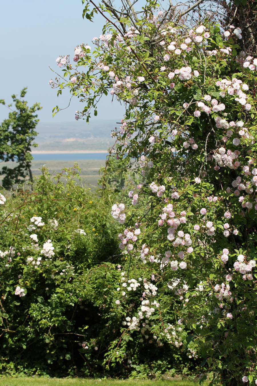 ROSES AGAINST THE SEA