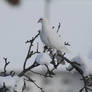 WHITE DOVE IN SNOW