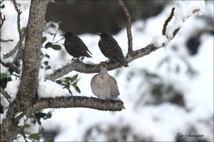 2 starlings and collared dove