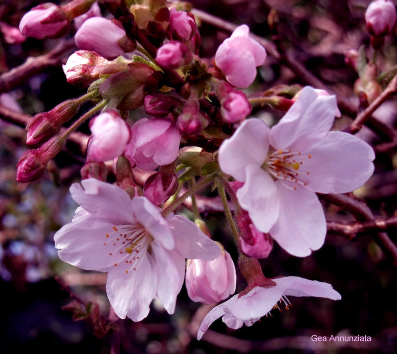 CHERRY BLOSSOMS 44