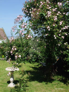 My garden with Pauls Himalayan