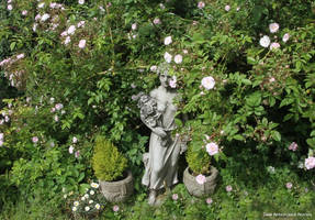 ROSE LADY