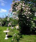 roses with blue sky by GeaAusten