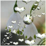 IN LOVE WITH SNOWDROPS.jpg