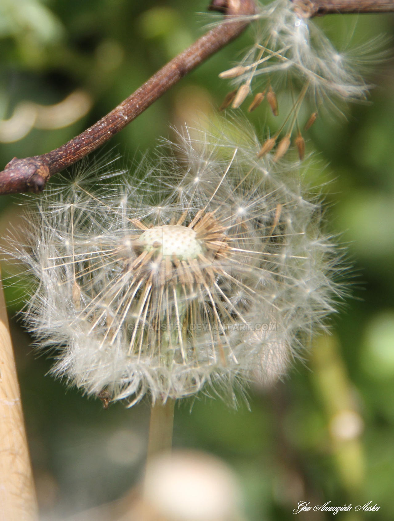 Dandelion head