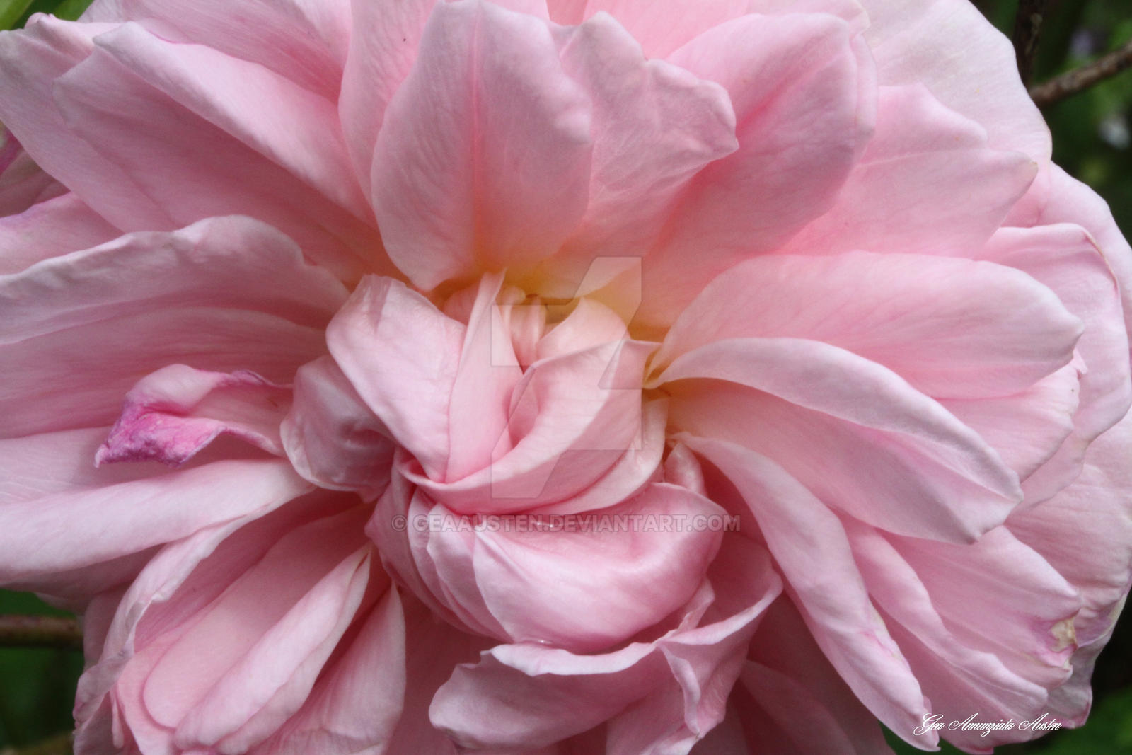 PINK FURLED ROSE