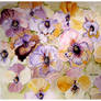 PANSIES MANY 7