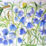 bluebells and lavender 5 7