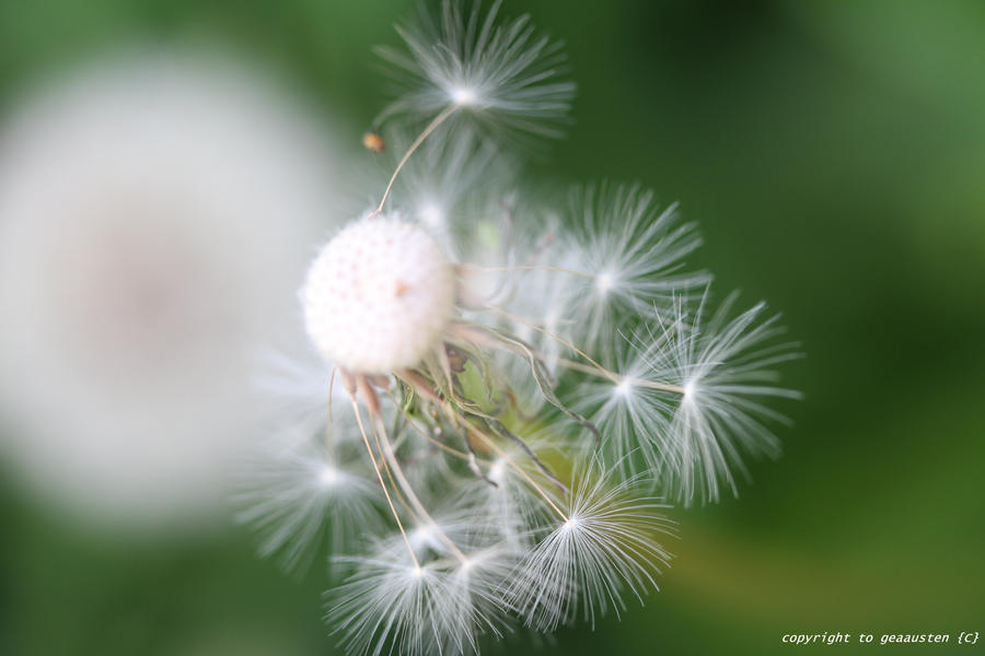 dandelion 9