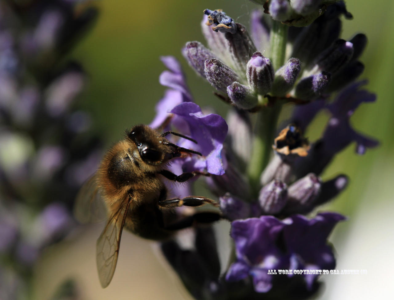 Worker Bee on Lavender