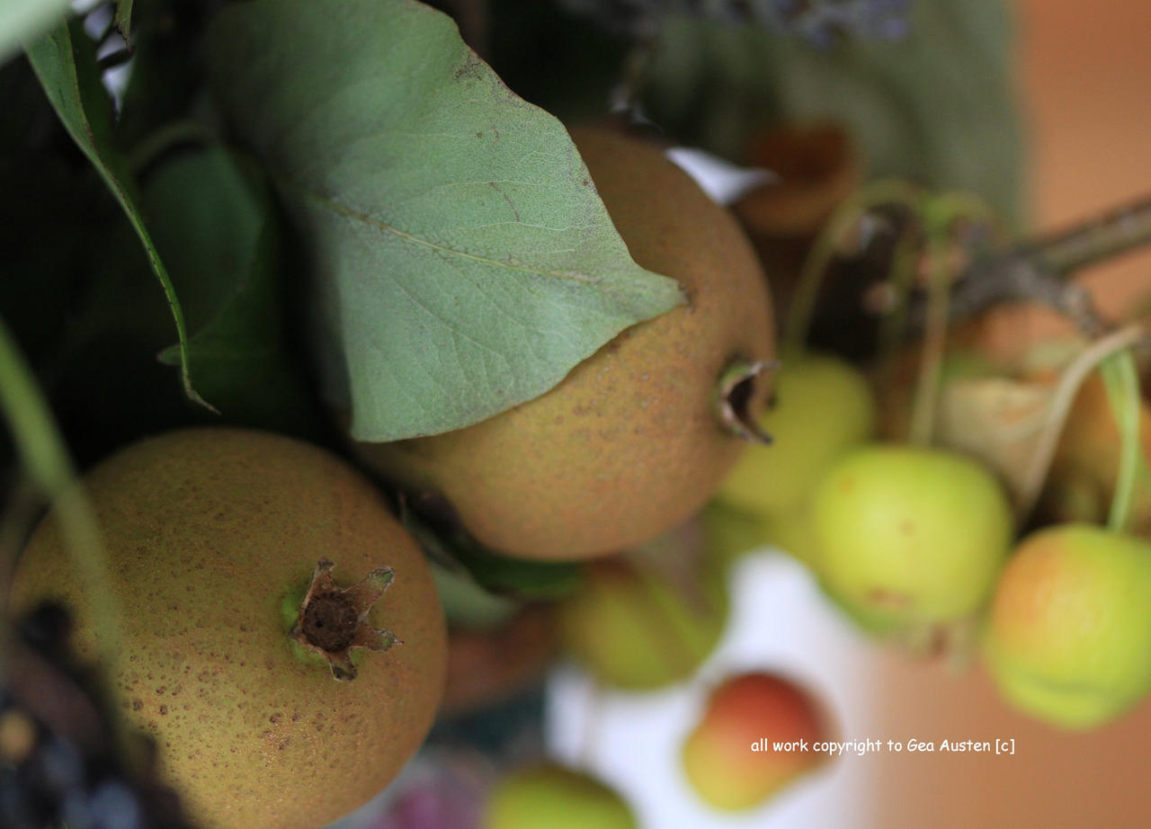 Apples and pears from my garden