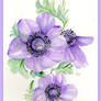 Anemones 211