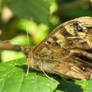 meadow brown butterfly