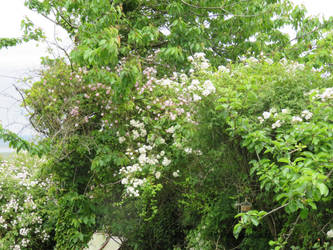 Pauls and Rambling Rector in cherry tree