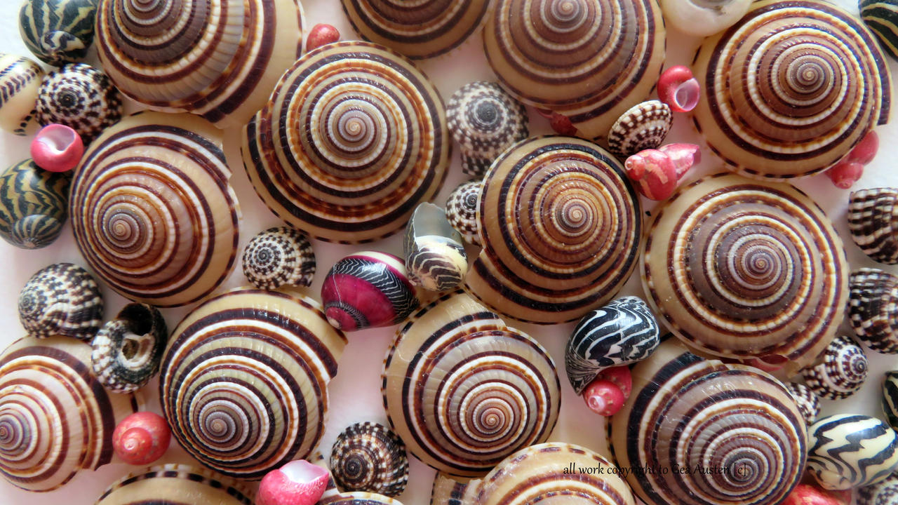 SHELLS by GeaAusten on DeviantArt
