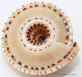 Mantle Shell