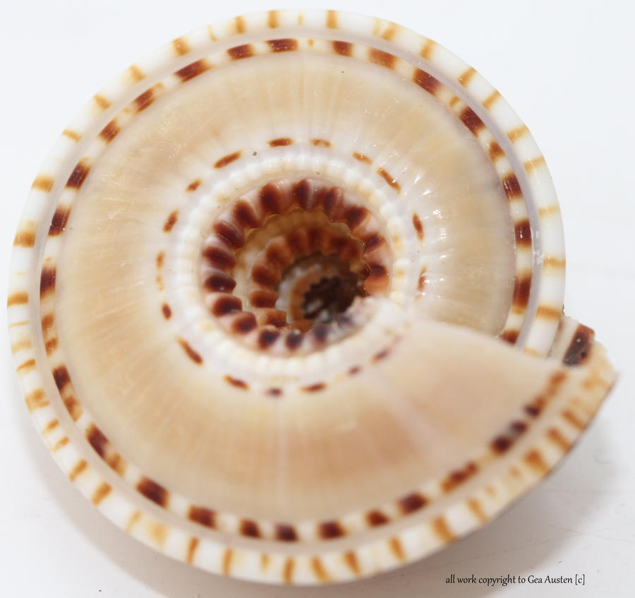 Mantle Shell Mantle Shell by GeaAusten on DeviantArt