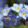 Forget me nots 2