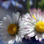 Daisies with forget me nots