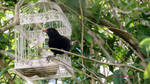 Blackbird on cage by GeaAusten