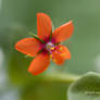 Scarlet Pimpernel