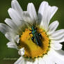 Gorgeous Insect on Marguerite
