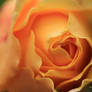 new apricot rose
