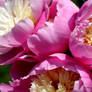 Peony Bowl of Beauty... more flowers