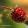 WILD STRAWBERRIES  READY