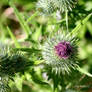 thistles