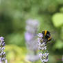 Bee on Lavender